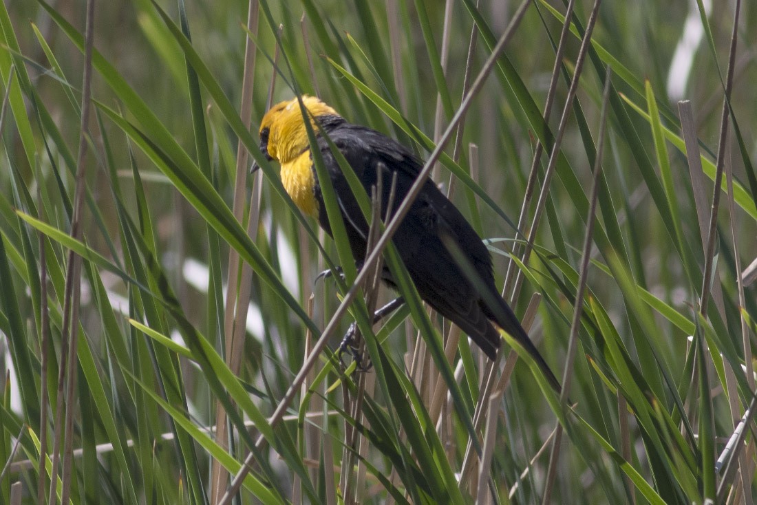 Yellow-headed Blackbird - Michael Todd