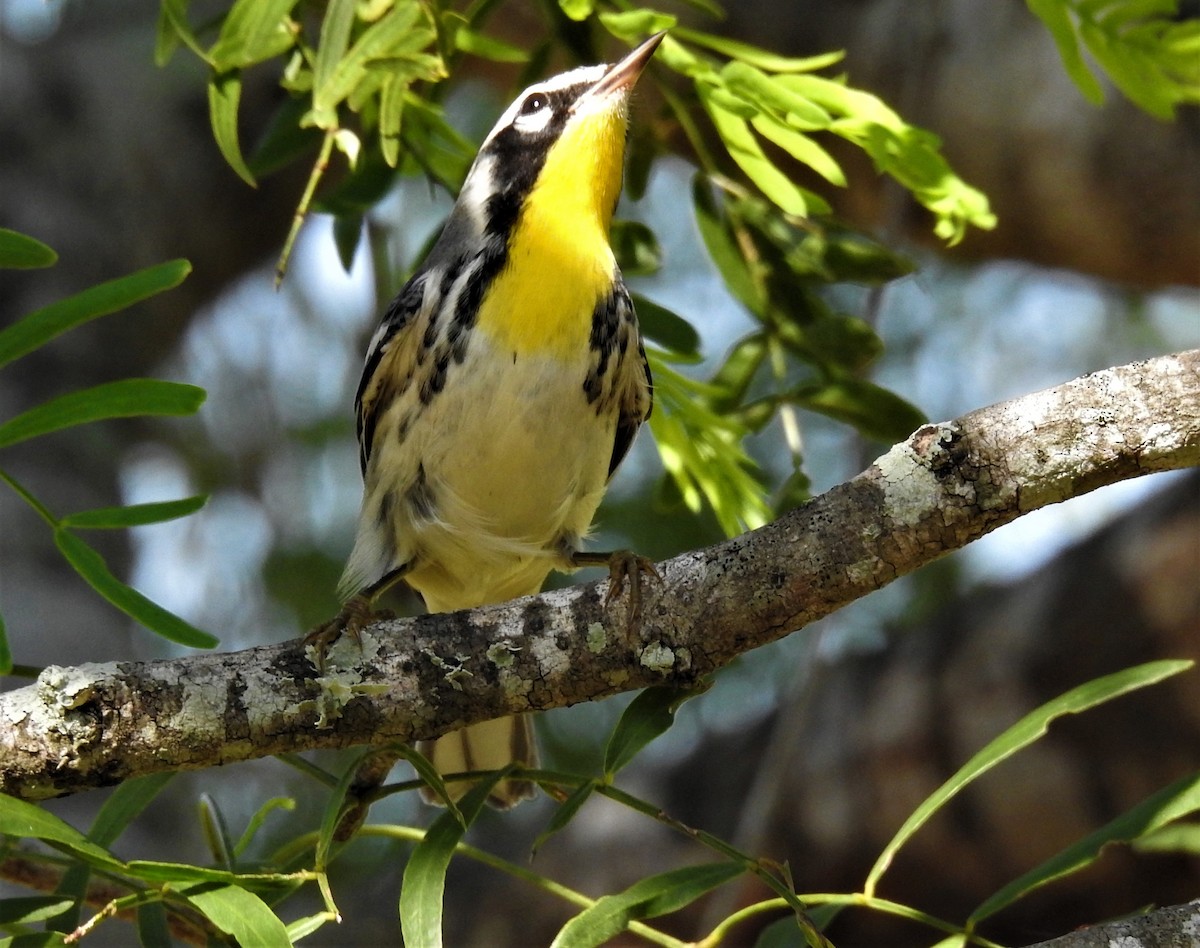 Yellow-throated Warbler - ML358041231