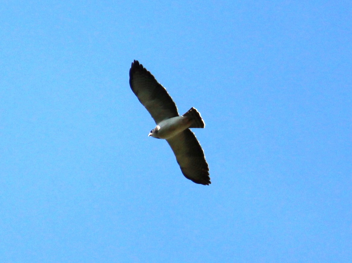 Short-tailed Hawk - Rebeka Melo