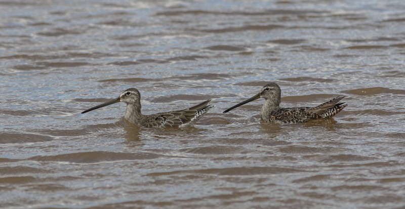 Long-billed Dowitcher - Jake Mohlmann