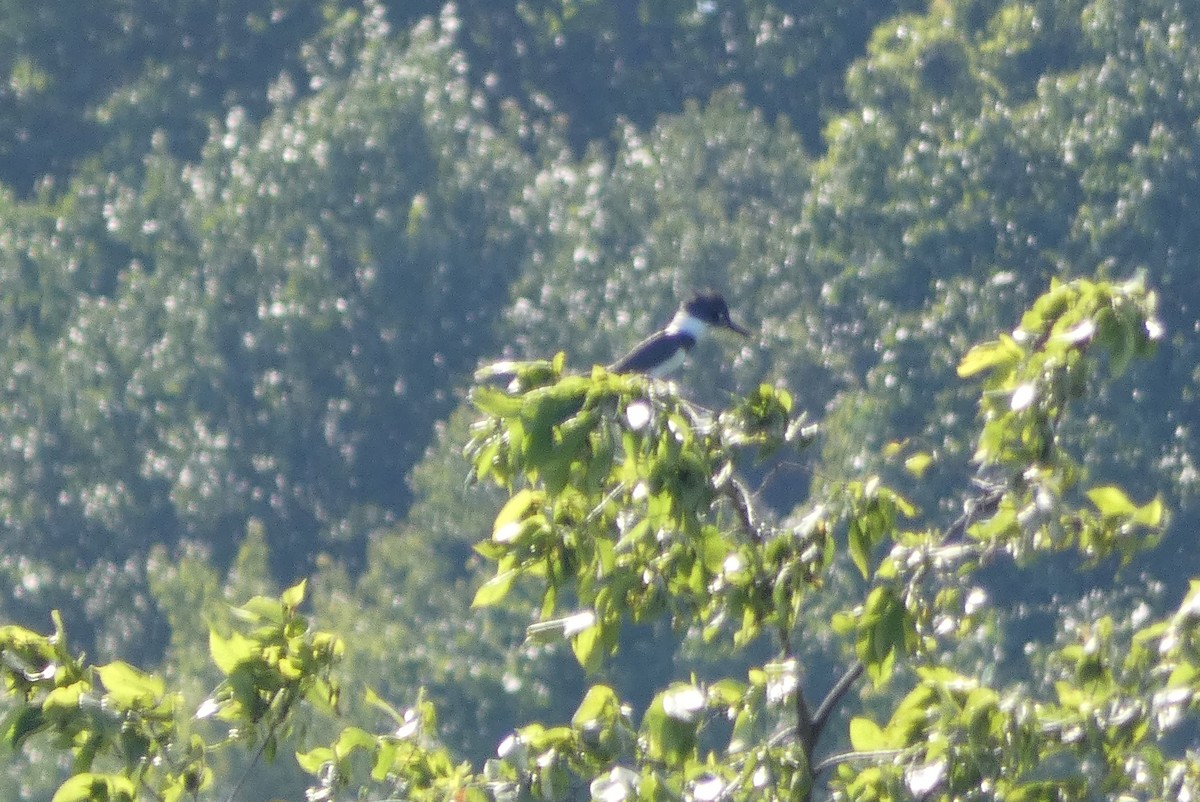 Belted Kingfisher - ML358053491