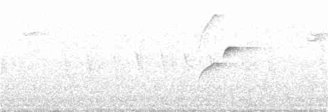 Batı Amerika Sinekkapanı (occidentalis/hellmayri) - ML358060571