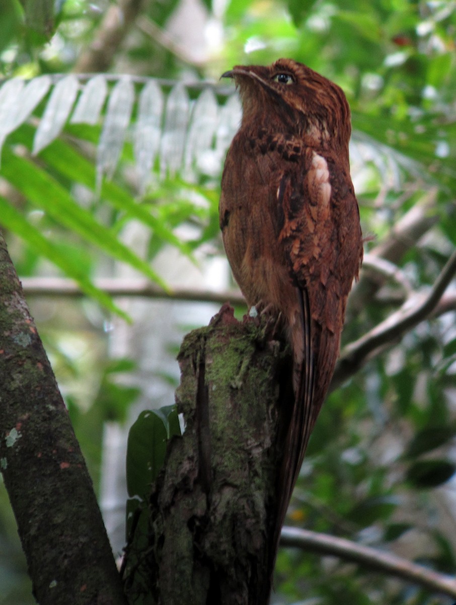 Long-tailed Potoo - Allen Lewis