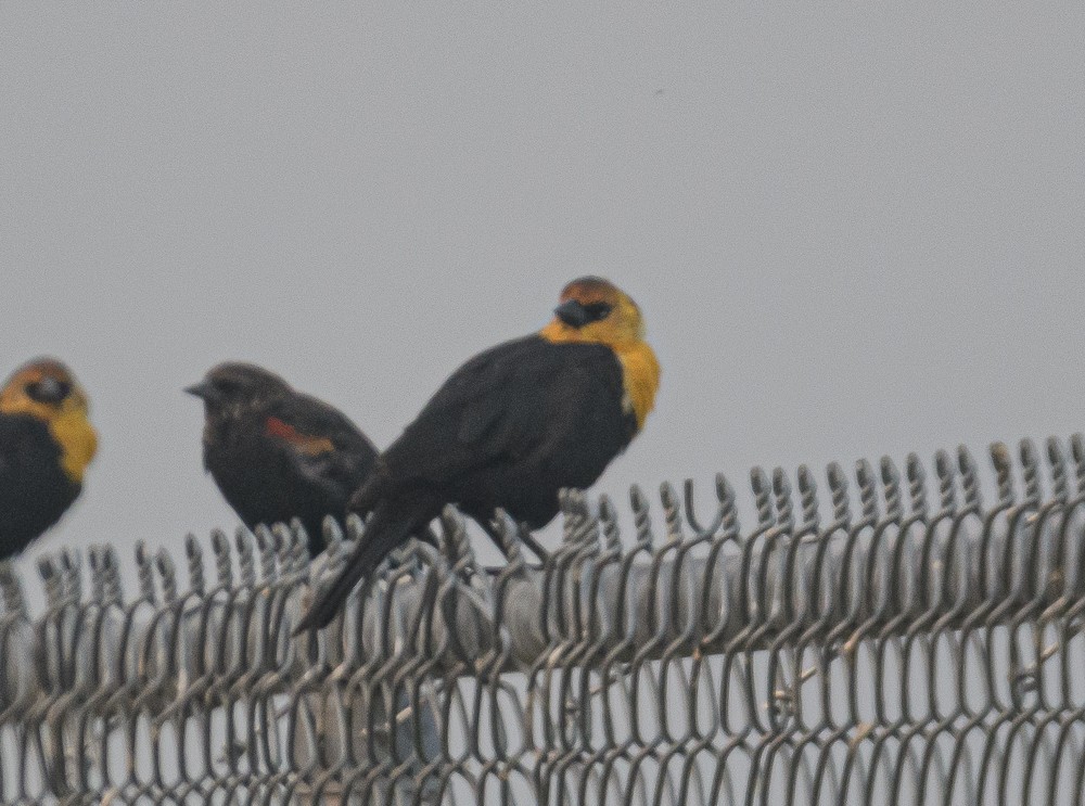 Yellow-headed Blackbird - ML358071581