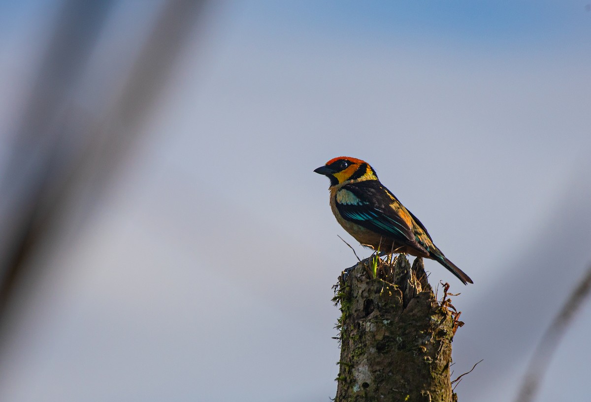Flame-faced Tanager - ML358074071