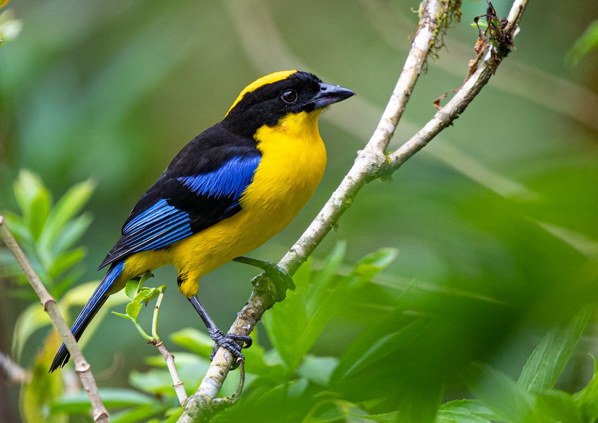 Blue-winged Mountain Tanager - ML358074581