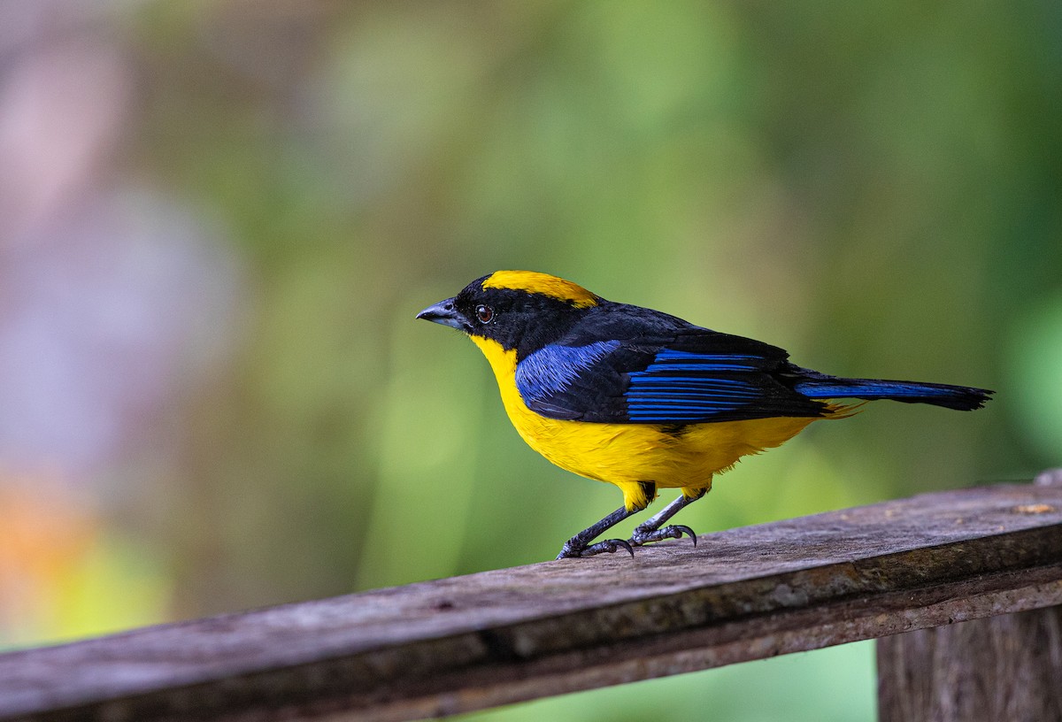 Blue-winged Mountain Tanager - ML358074591