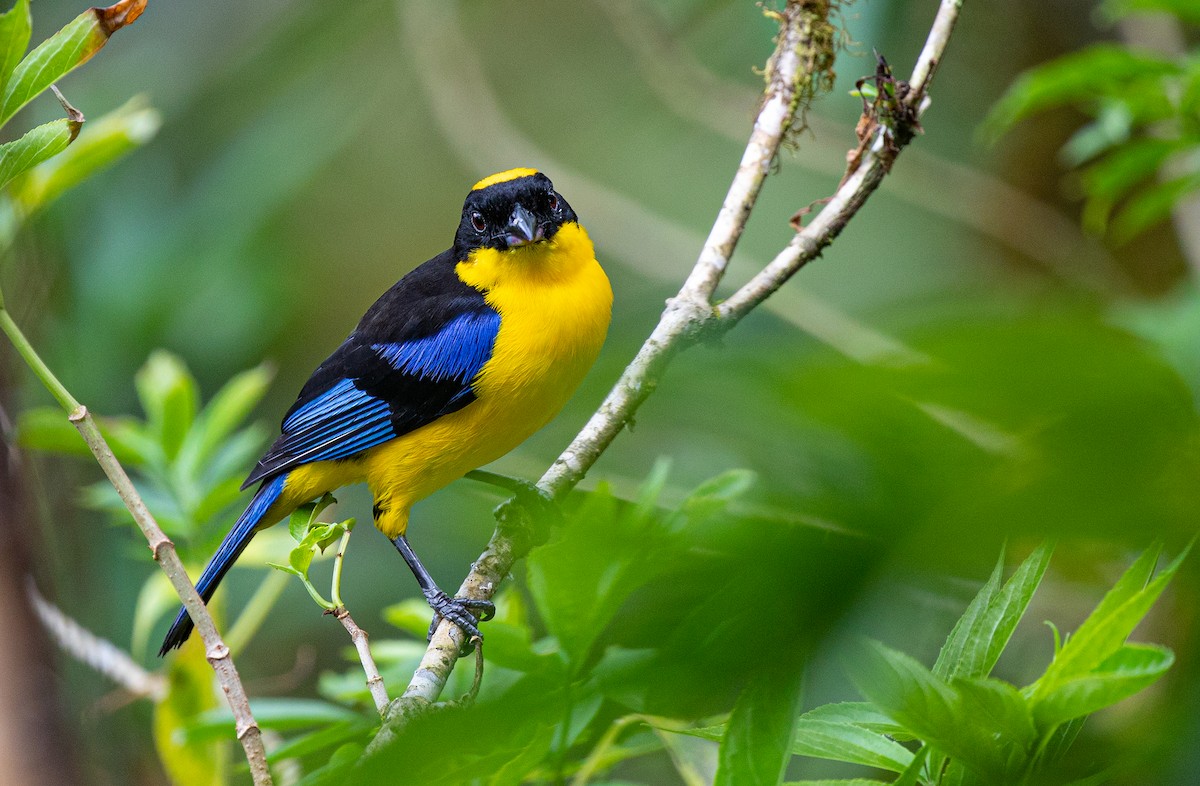 Blue-winged Mountain Tanager - ML358074621