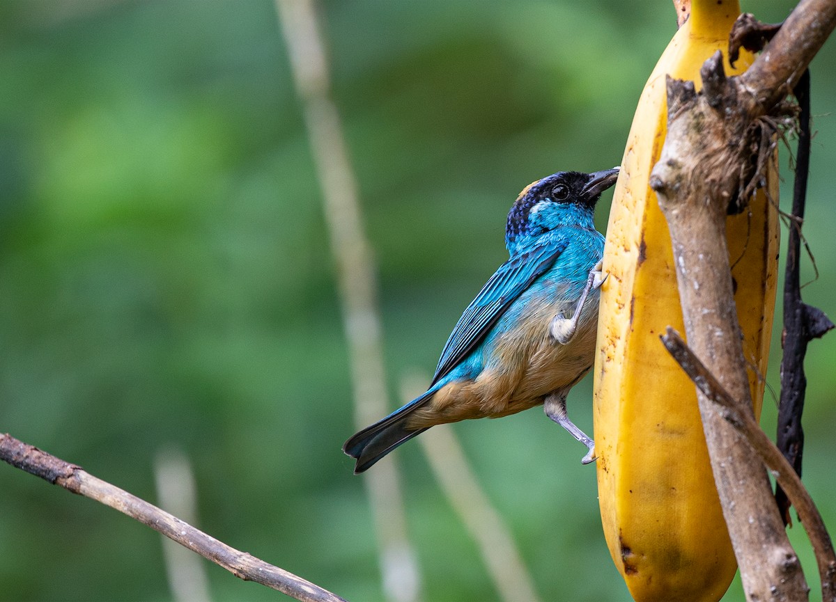 Golden-naped Tanager - ML358074741