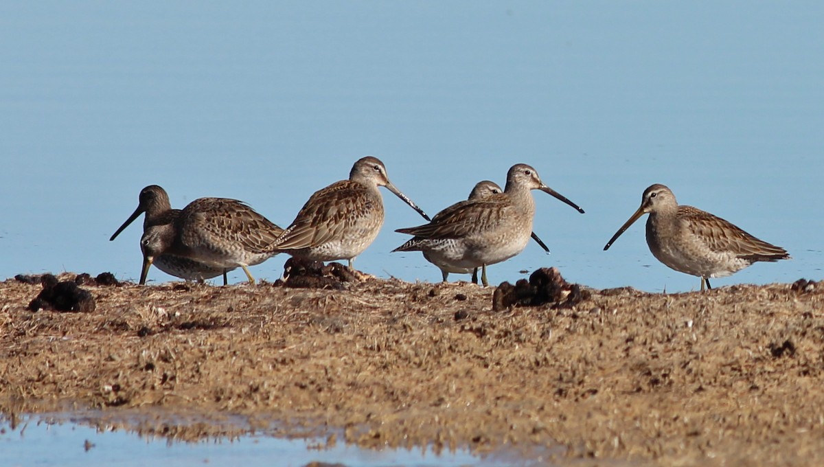 Long-billed Dowitcher - ML35807951