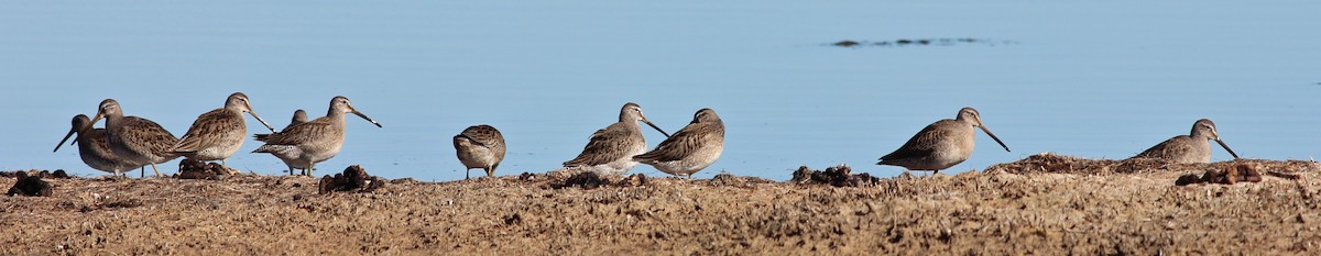 Long-billed Dowitcher - ML35807961