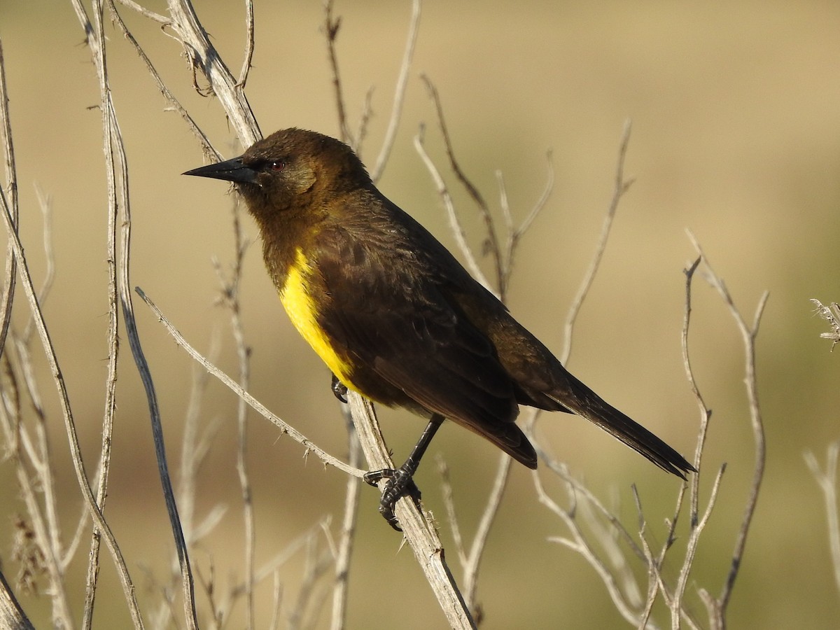 Brown-and-yellow Marshbird - Guillermo Costa