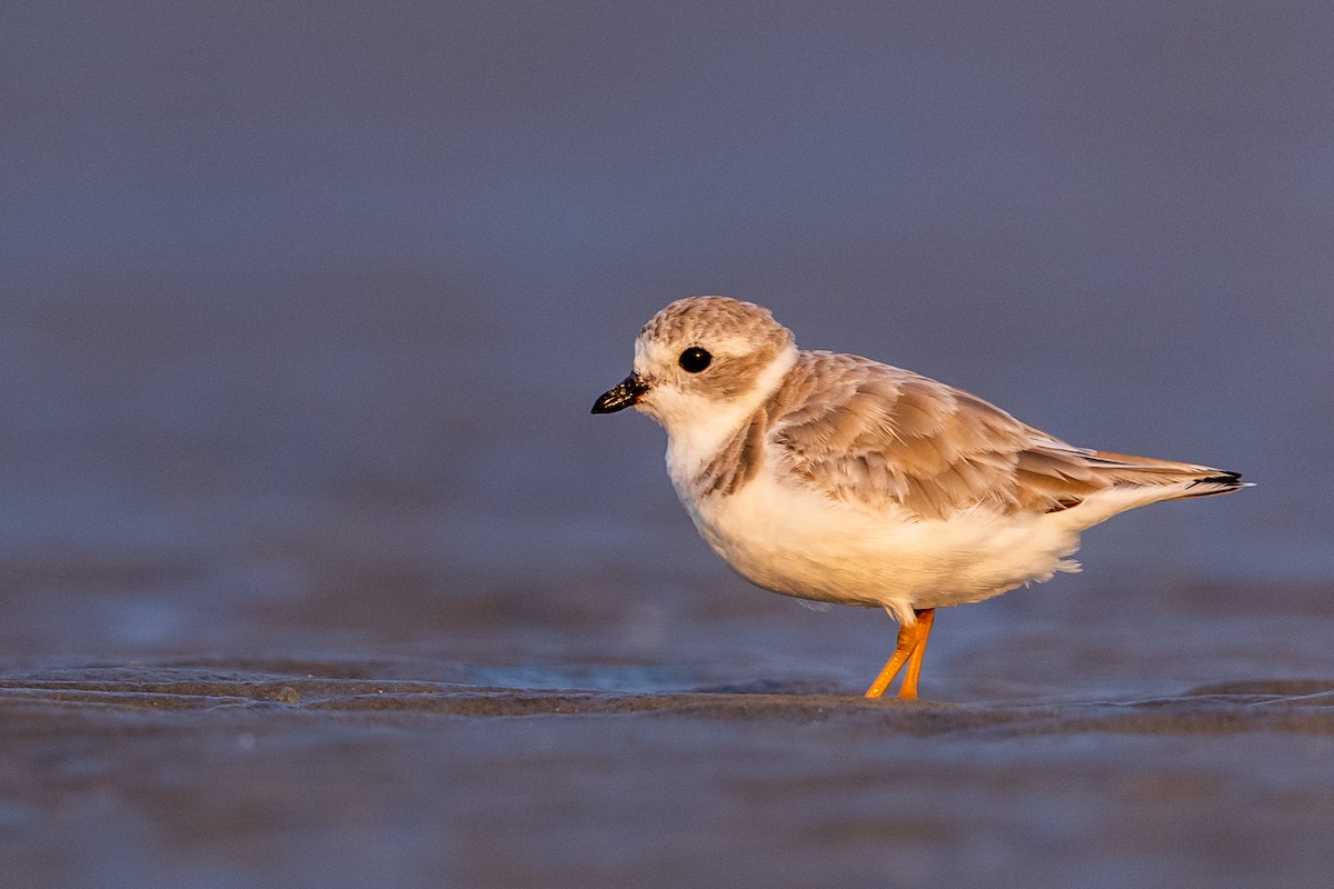 Piping Plover - ML358091621