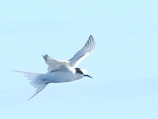 Arctic Tern - ML358092111