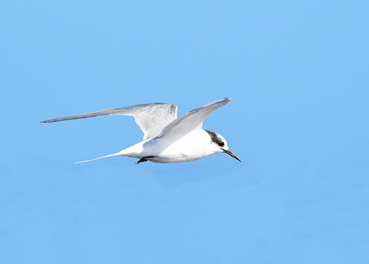 Arctic Tern - ML358097111