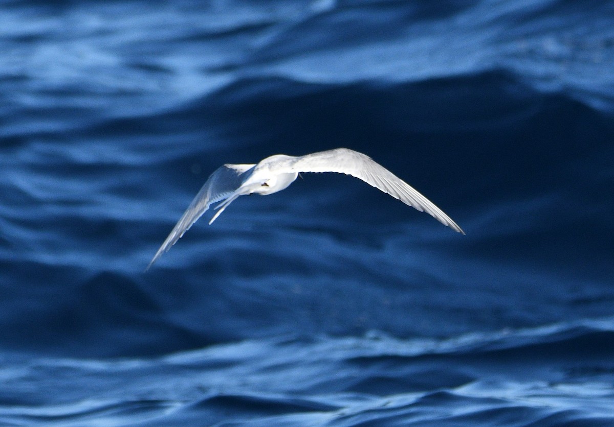 Arctic Tern - ML358097161