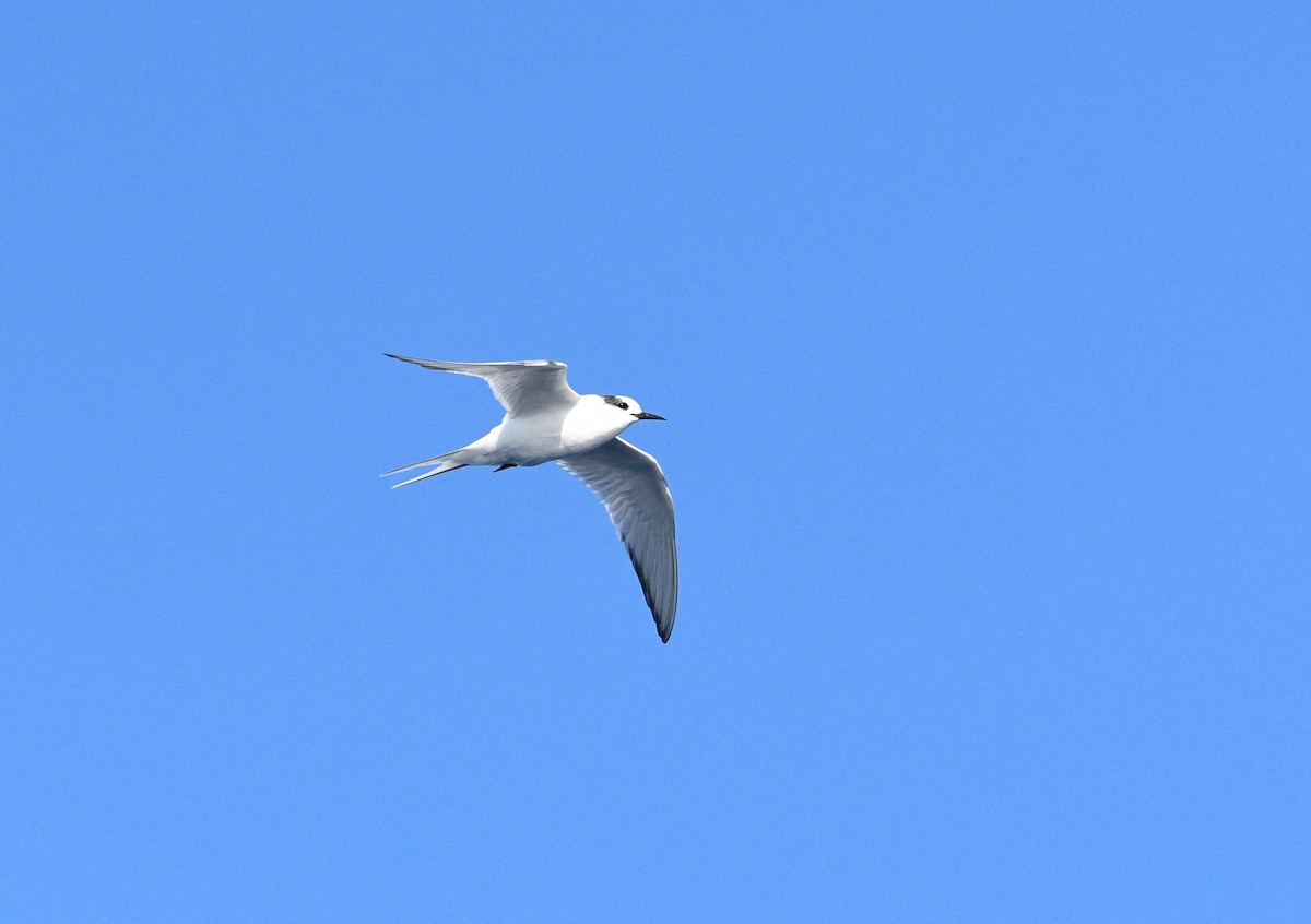 Arctic Tern - ML358097331