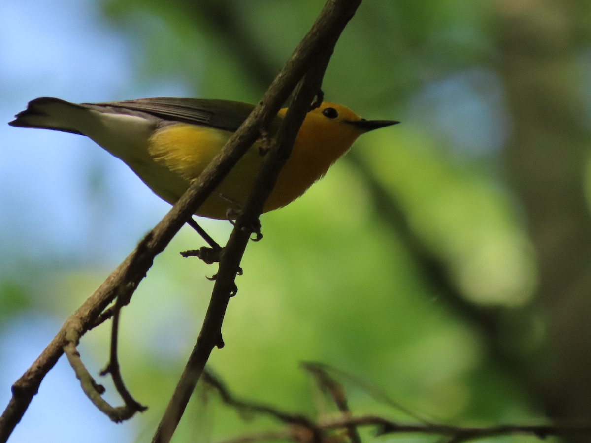 Prothonotary Warbler - ML358099251