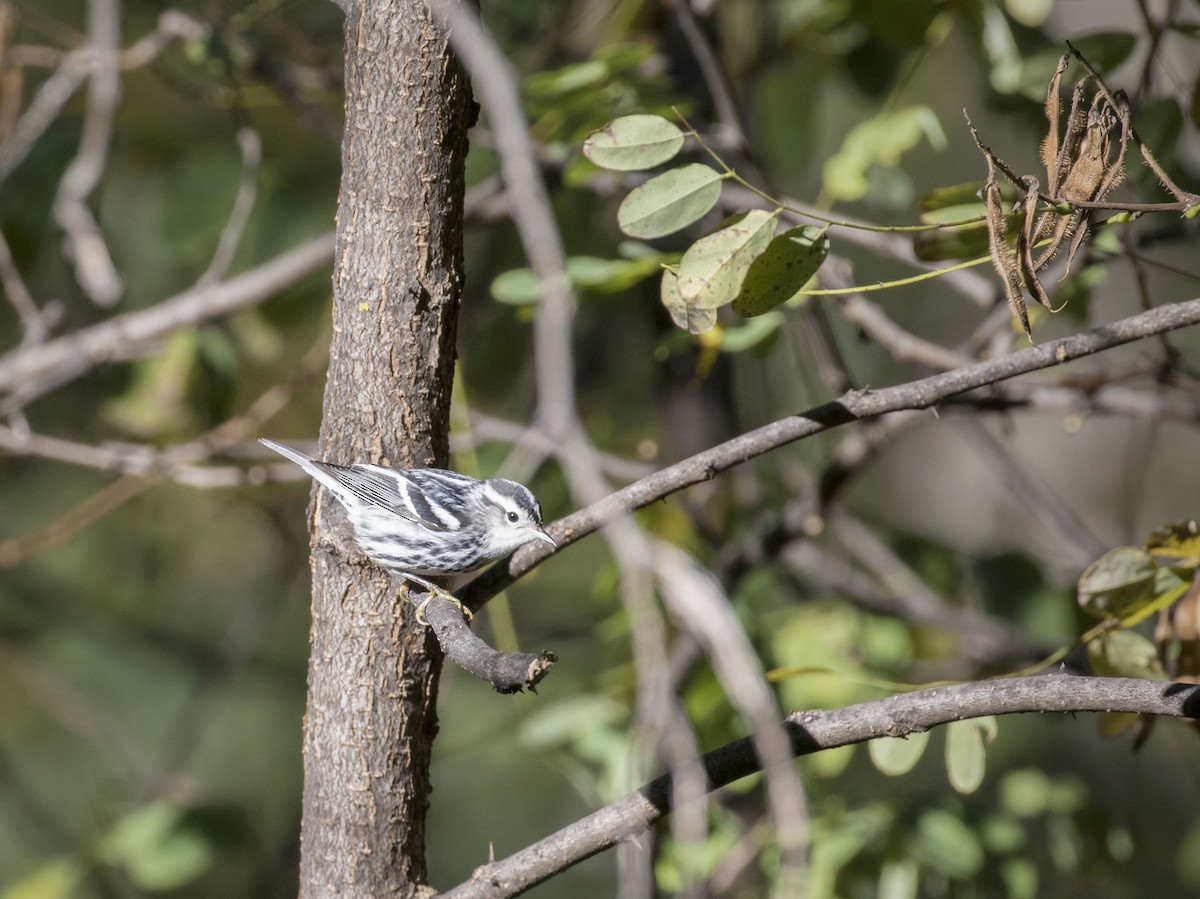 Black-and-white Warbler - ML35810281