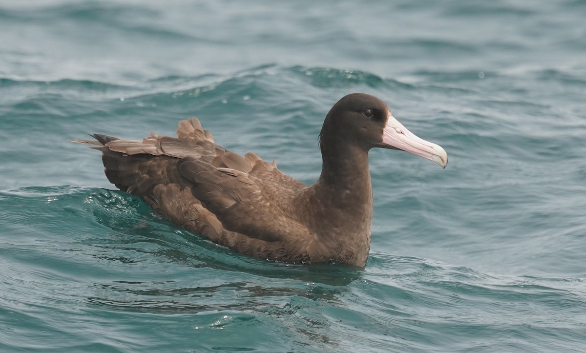 albatros bělohřbetý - ML358102941