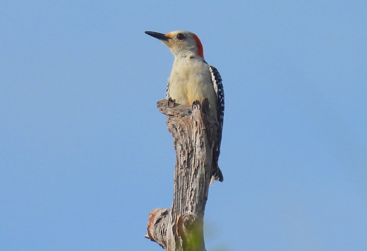 Red-bellied Woodpecker - ML358104501