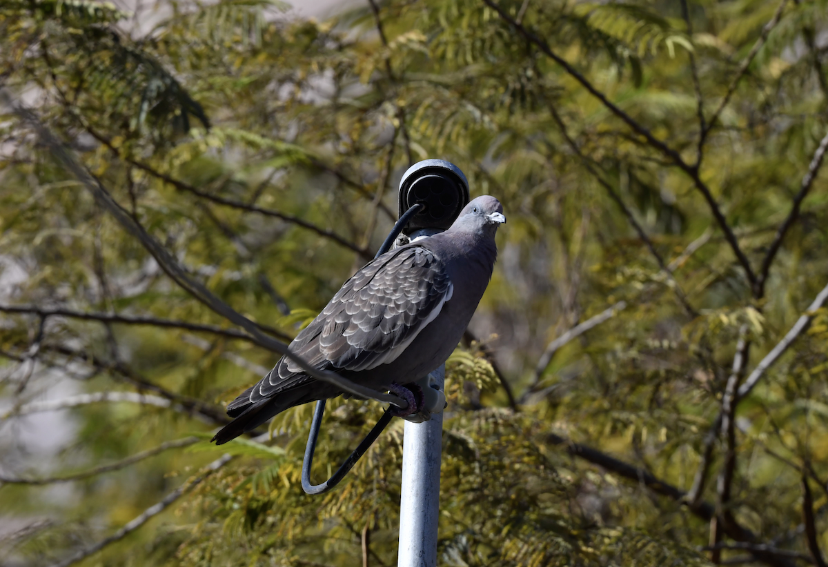 Spot-winged Pigeon - ML358107281