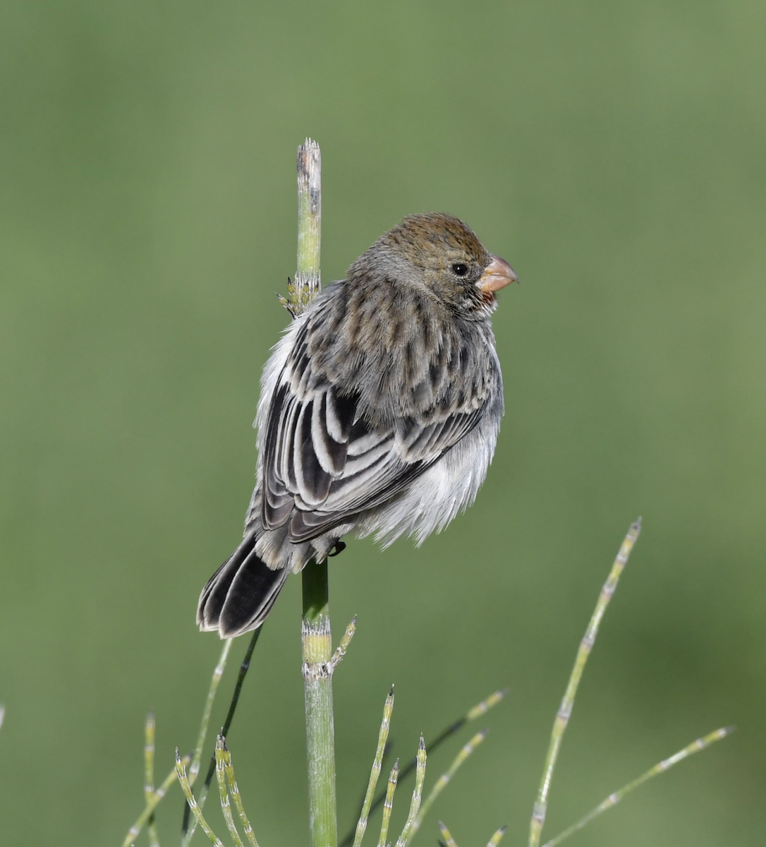 Chestnut-throated Seedeater - ML358107331