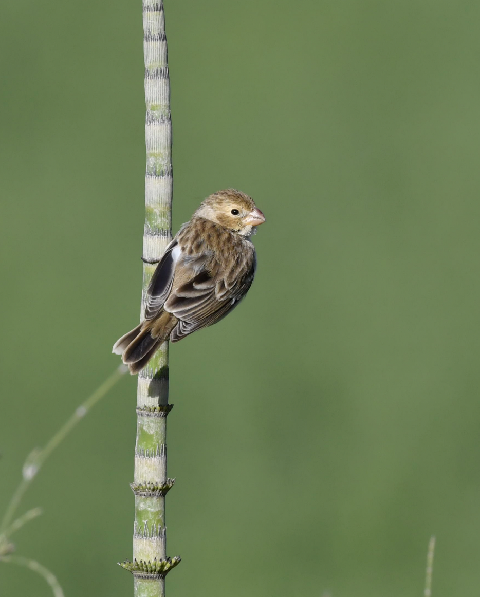 Chestnut-throated Seedeater - ML358107341