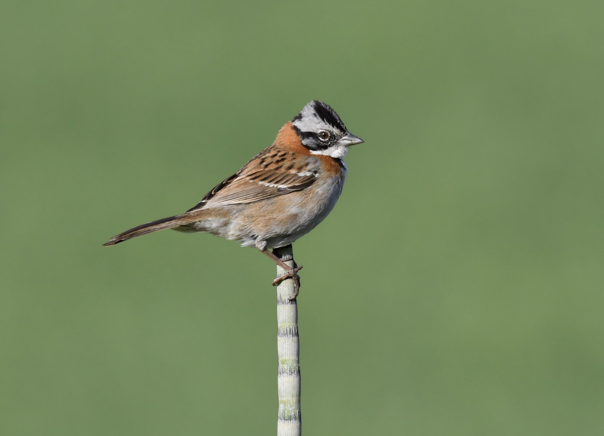 Rufous-collared Sparrow - ML358107391