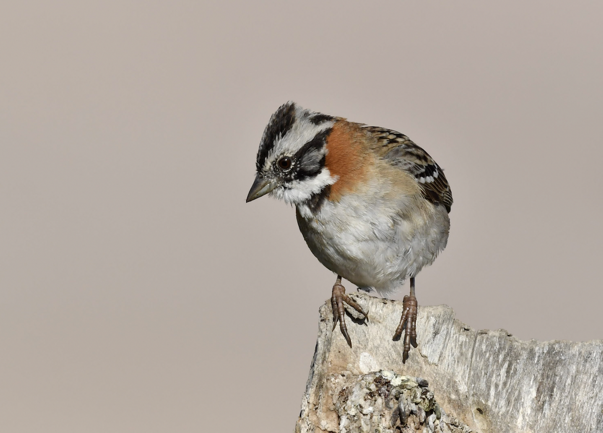 Rufous-collared Sparrow - ML358107401