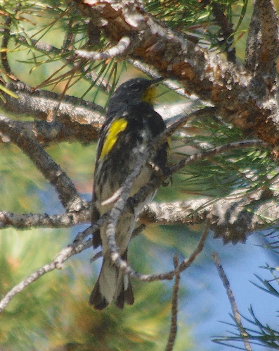 Yellow-rumped Warbler (Audubon's) - ML358114281