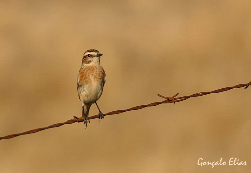 Whinchat - ML35811681