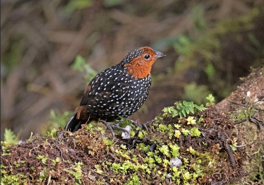 Ocellated Tapaculo - ML358123721