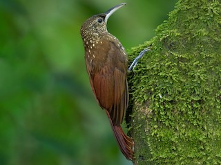 Spotted Woodcreeper