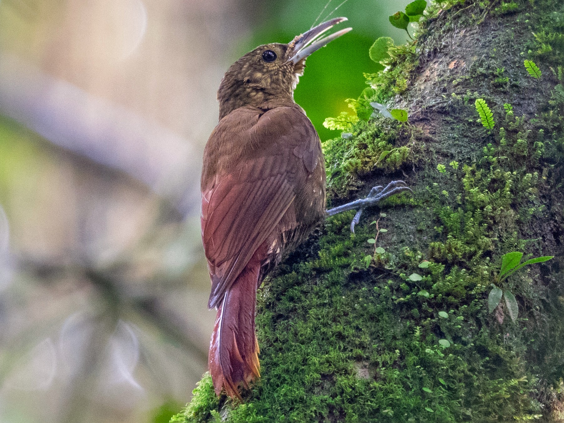 Spotted Woodcreeper - José  Orozco