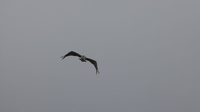Бурый пеликан (californicus) - ML358130461