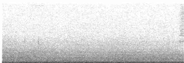 Bewick Çıtkuşu - ML358132301
