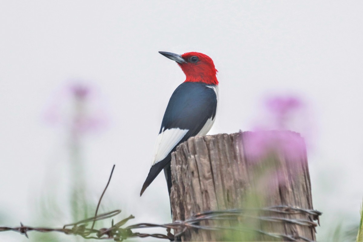 Red-headed Woodpecker - Joe Kipper