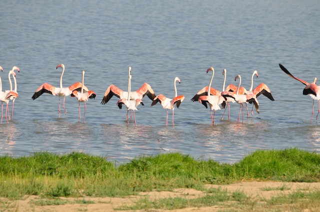 © Jorge  Safara - Greater Flamingo