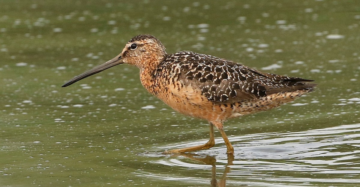 Long-billed Dowitcher - Mark  Ludwick