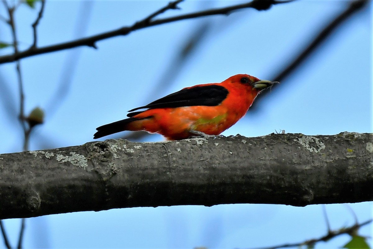 Scarlet Tanager - ML358148321