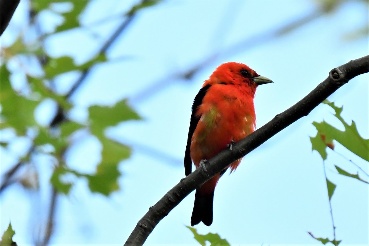 Scarlet Tanager - ML358148441