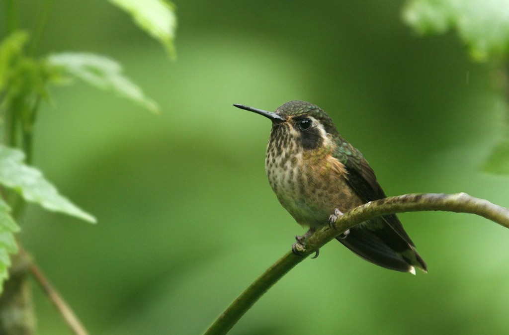 Speckled Hummingbird - Jeremiah Trimble