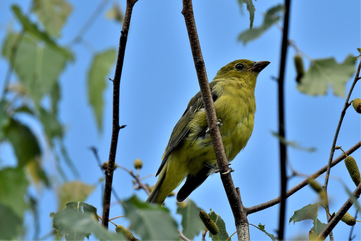 Scarlet Tanager - ML358148831