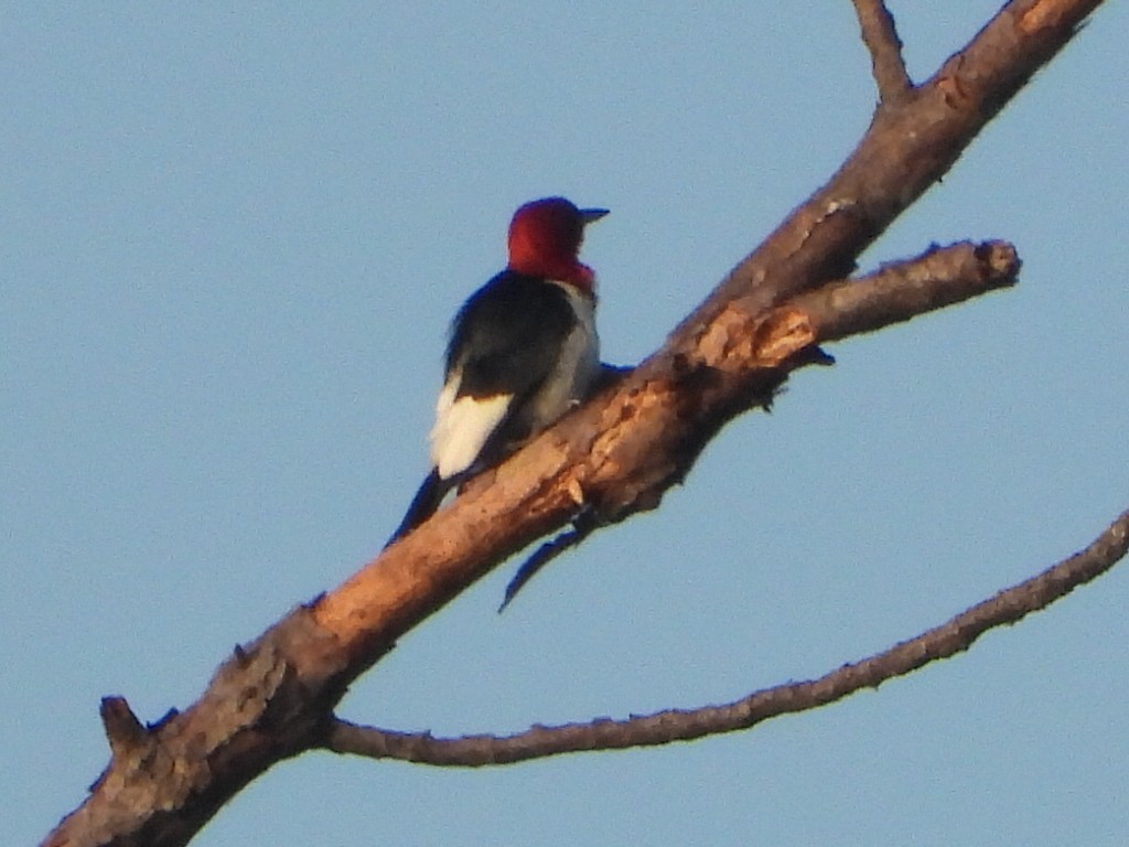 Red-headed Woodpecker - ML358148871