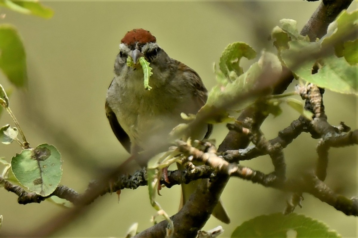 Chipping Sparrow - ML358150181