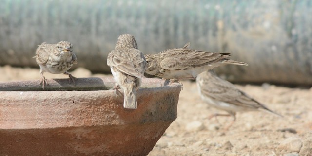 Group at artificial drinking bowl. - Sand Lark - 