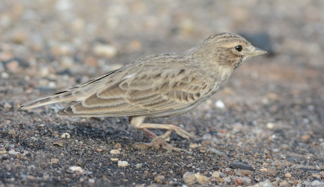 Subspecies <em>adamsi </em>adult, rather fresh plumage, lateral view. - Sand Lark - 