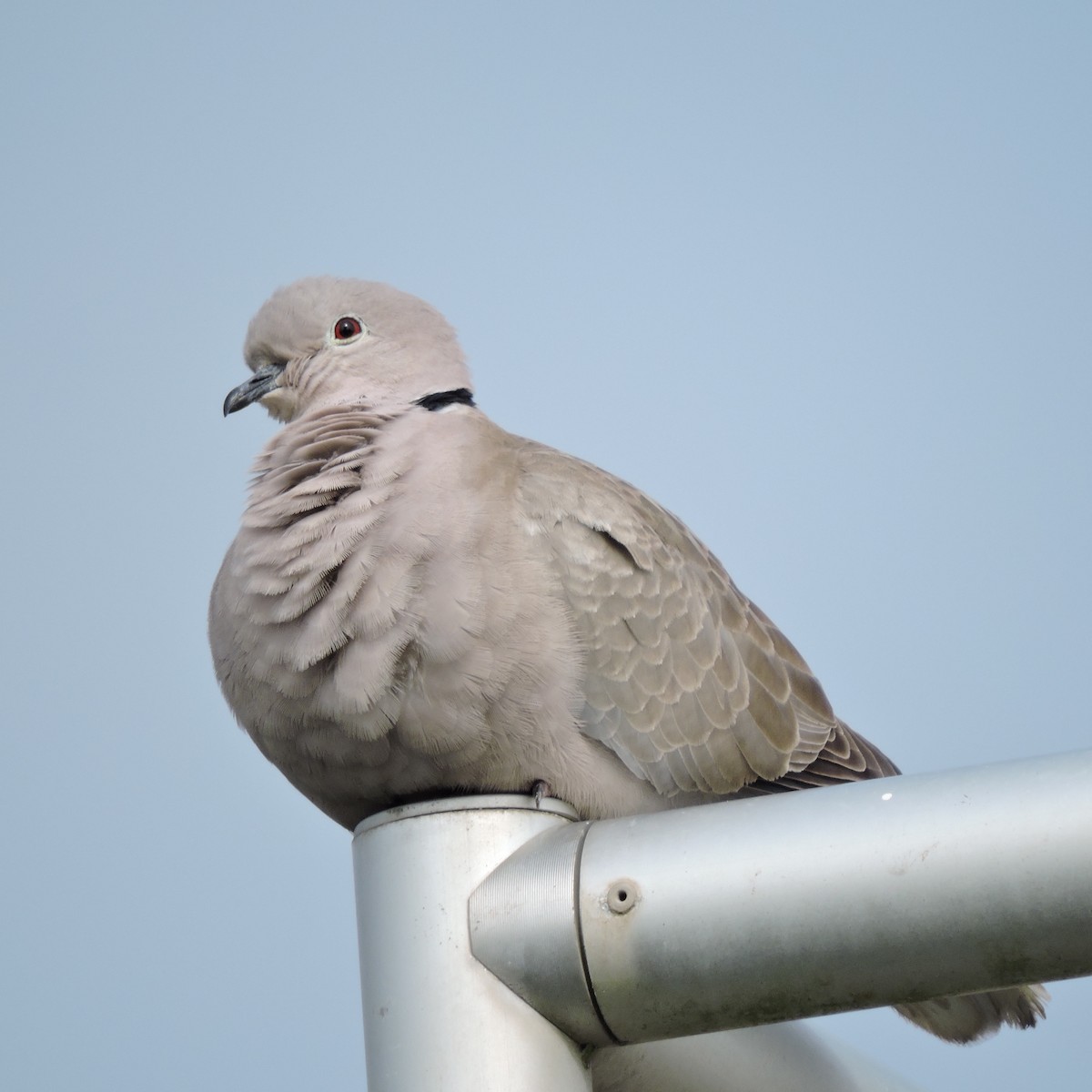 Eurasian Collared-Dove - ML35816071