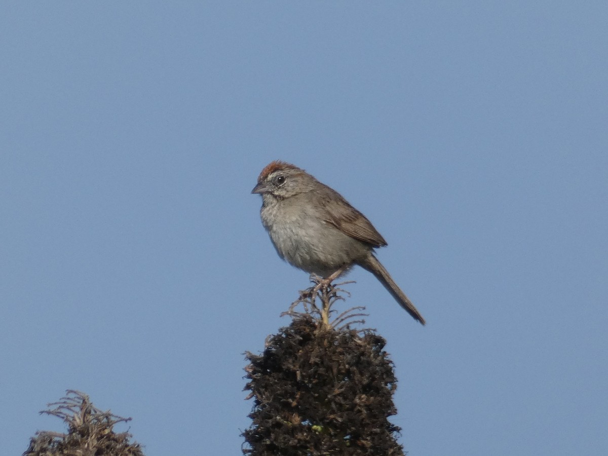 Rufous-crowned Sparrow - Gabriel Wiltse